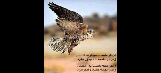 بيع او تاجير - 6