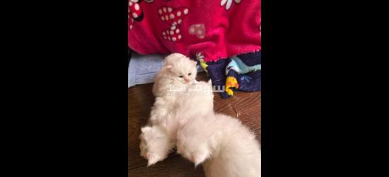 قطط شيرازي صغيره للحجز - 4